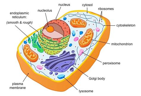 Image result for eukaryotic cell labeled | Eukaryotic cell, Cell diagram, Animal cell project