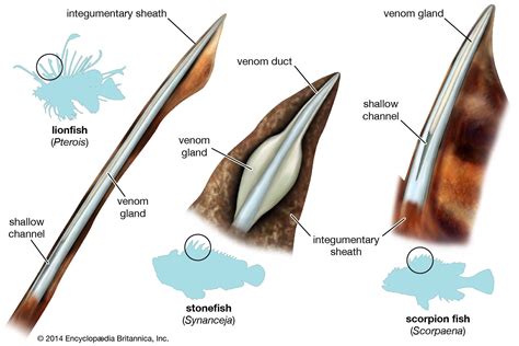 Stonefish Spines