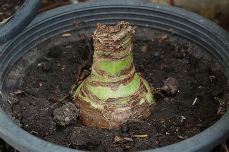 How to Propagate Amaryllis Bulbs | Gardener's Path