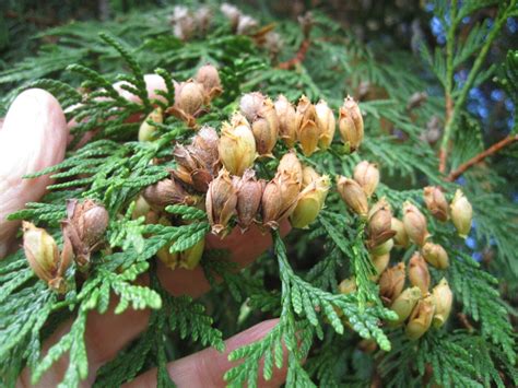 Cedar Tree Identification Guide