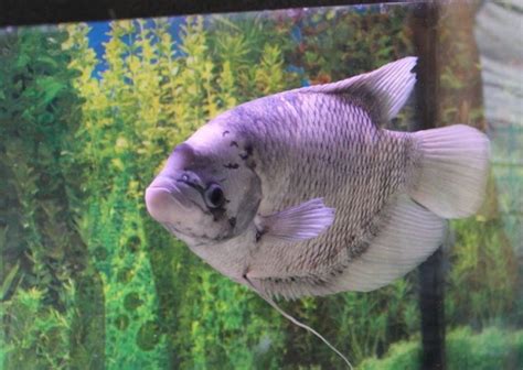 Giant Gourami: The 2 Essential Care Guidelines