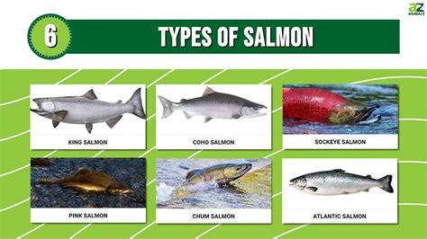 Coho Salmon Identification