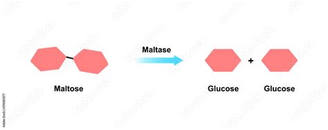 Maltase enzyme Effect On Maltose Sugar Molecule. Maltose Hydrolysis. Vector Illustration. Stock ...