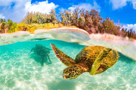 The Best Places to Go Snorkeling in Oahu | Snorkeling oahu, Hawaii snorkeling, Oahu