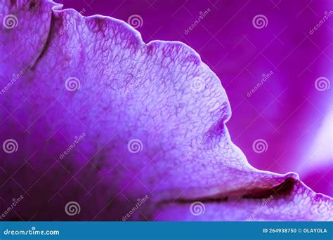 Abstract Floral Background, Purple Rose Flower Petals, Soft Focus. Macro Flowers Backdrop Stock ...