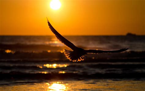 Flying bird in sunset wallpaper | 1920x1200 | #30125