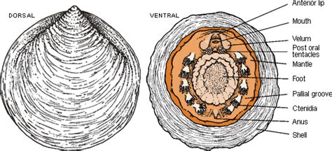 Monoplacophora - Alchetron, The Free Social Encyclopedia