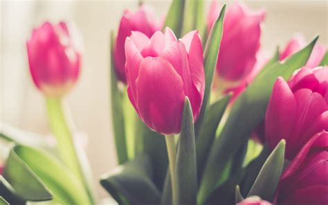 Free photo: Pink Tulips - Blooming, Flower, Fragrance - Free Download - Jooinn