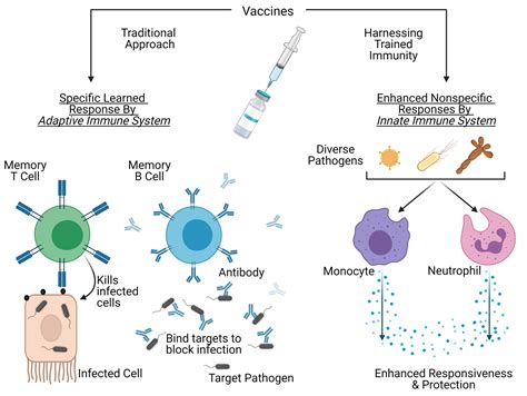 Innate Immune System