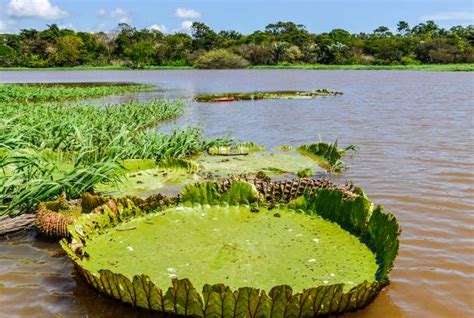 Visiting the Amazon Rainforest in Brazil | On The Go Tours