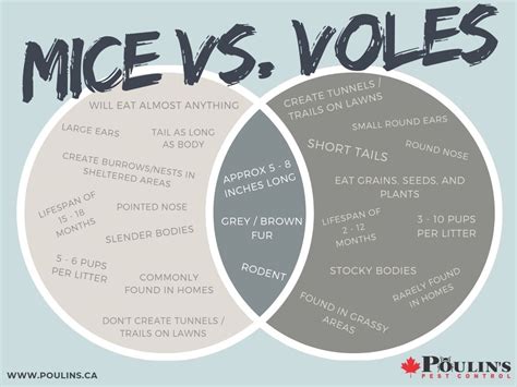 Mice vs. Voles - Poulin's Pest Control