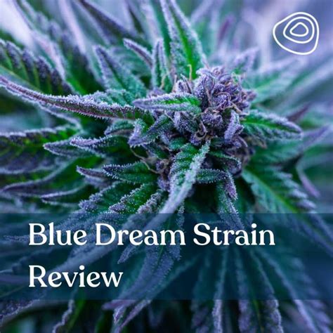 Blue Dream Strain Review