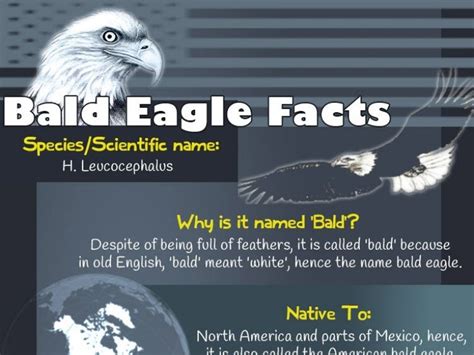 American Bald Eagle Facts – Mocomi Kids