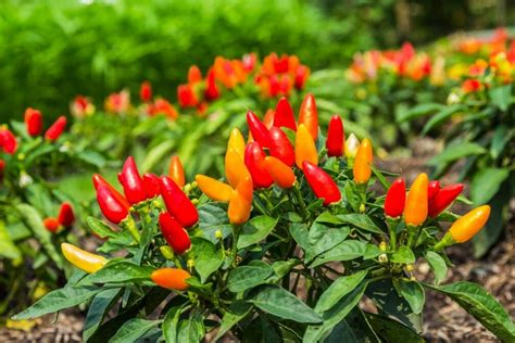 Feeding chilli plants: how & when - Plantura