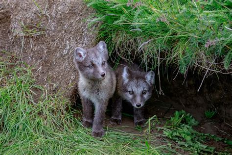 Arctic Fox Adaptations | Habitat and Behavior - All Things Foxes