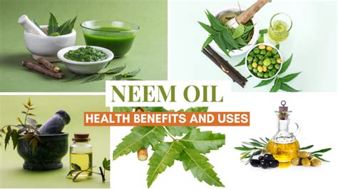 Neem Oil Leaves: Impressive Health Benefits Uses, 48% OFF