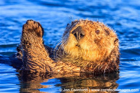 California Sea Otter 11 Photo, Picture, Print | Cornforth Images