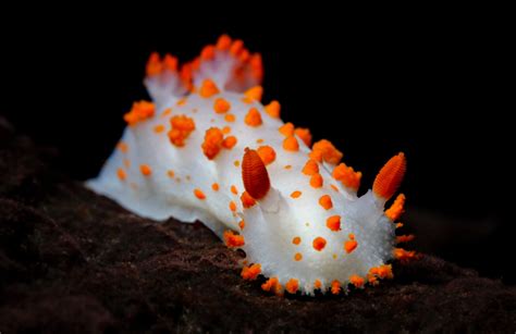 55 of the Most Colorful Sea Slugs in the World | Color Meanings