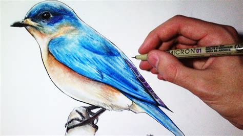 Drawing Time Lapse: Blue Bird - YouTube