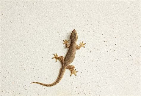 How Long Can A Baby Lizard Live Without Food - Baby Viewer