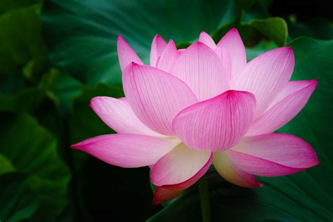 Selective focus photography of pink petaled flowers in full bloom, lotus flower HD wallpaper ...