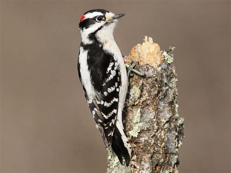 Downy Woodpecker | Celebrate Urban Birds