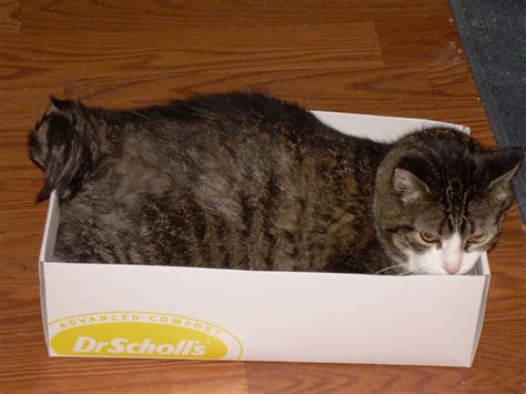 Cats In Boxes! | Page 7 | TheCatSite