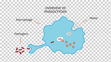 Phagocyte Diagram