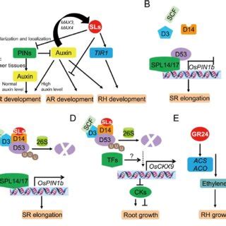 Schematic model for crosstalk of strigolactone (SL) signaling with... | Download Scientific Diagram