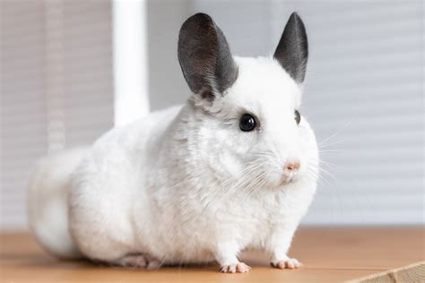 10 Best Small Rodents to Keep as Pets