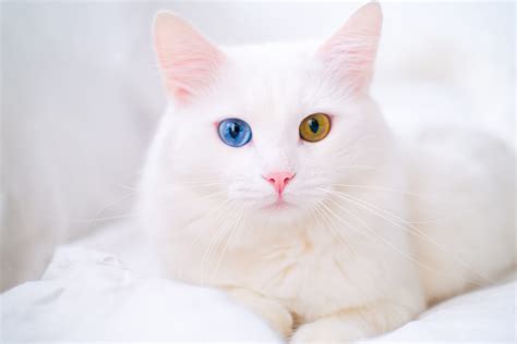 White cat with different color eyes. Turkish angora. Van kitten with blue and green eye lies on ...