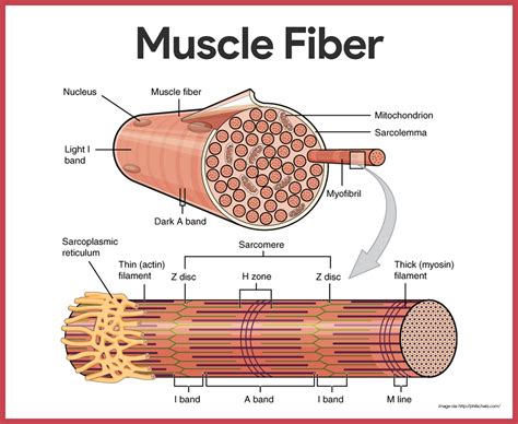 Skeletal Muscle Cell Diagram