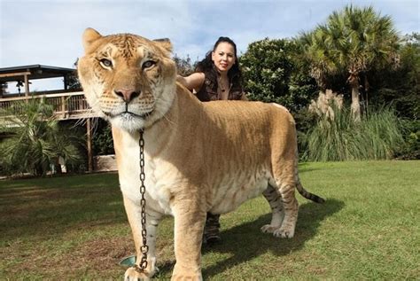 Hercules the Liger: the Biggest "Cat"