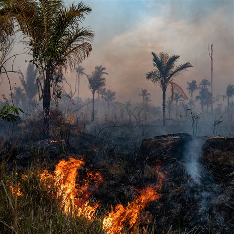 Amazon Rainforest Deforestation Before And After