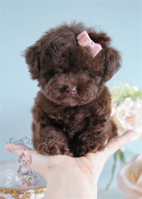 Tiny Toy Poodle Puppies For Sale | Teacups, Puppies & Boutique