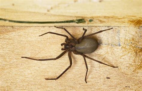 The Spider Showdown: Brown Recluse vs Wolf Spider - Get the Facts!