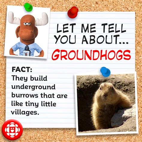 5 fun facts about groundhogs | Explore | Awesome Activities & Fun Facts | CBC Kids