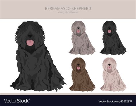 Bergamasco shepherd clipart different coat colors Vector Image