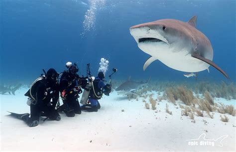 The Best Shark Diving is in the Bahamas - Epic Diving