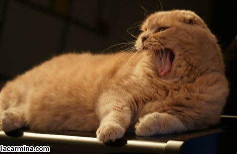 FAT CAT SLEEPING ON PIANO, CLASSICAL MUSIC LOVING PET KITTENS, BABY TIGER LION CUB SLEEPING ON SIDE.