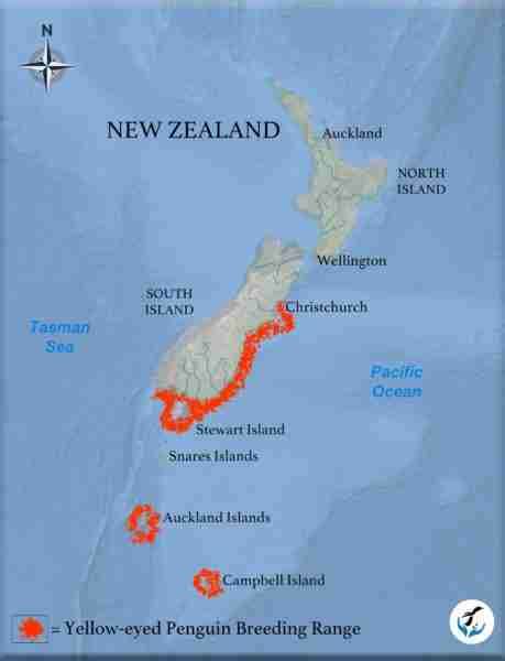 Yellow-eyed Penguin Range and distribution Map | Penguins International