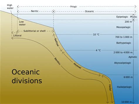 Hadal Zone Definition| Hadal Zone animals | Hadalpelagic Zone Depth – Home Deco