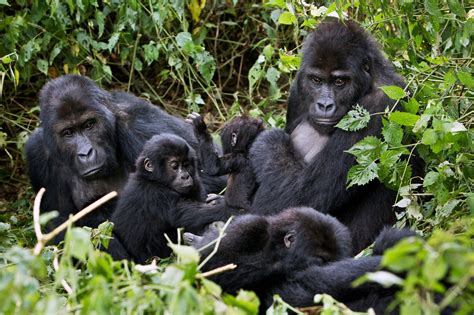 Grauer’s Gorillas May Soon Be Extinct, Conservationists Say - The New York Times