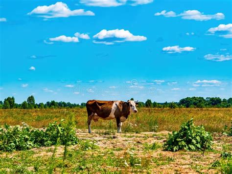 Pet Cow on a Pasture on a Sunny Day with Blue Sky Stock Photo - Image of cattle, grass: 260610442