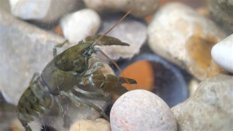 Our White-clawed Crayfish conservation centre is opening on the 27th of January! - Wildheart ...