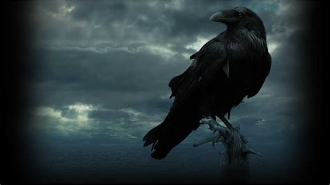 The Raven Wallpapers - Wallpaper Cave