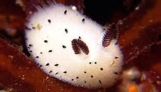 'OZ' - The 'Other' Side of the Rainbow: Sea bunnies: a cute species of sea slug with ears