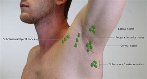 How To Drain Lymph Nodes Armpit - Best Drain Photos Primagem.Org