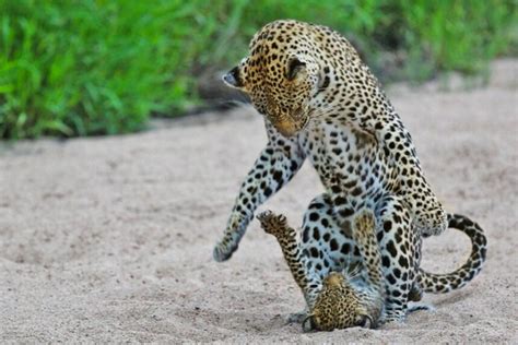 Watch: Leopard cub forces mom to play - UPI.com