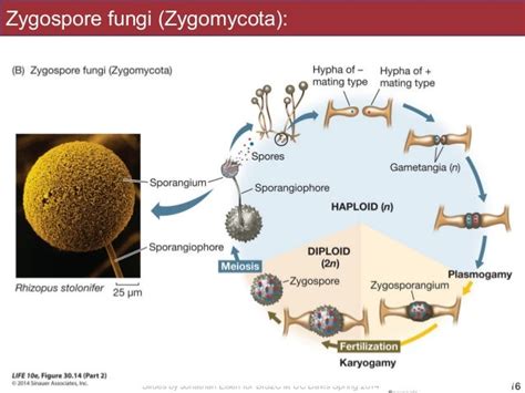 Zygospore Fungi Examples